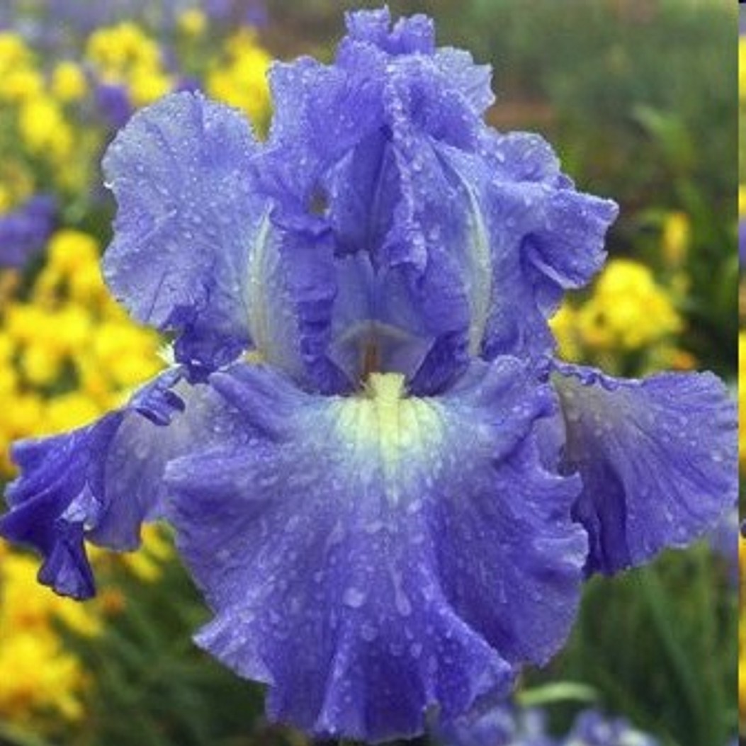 10 starter Plants Victoria Falls Reblooming Tall Bearded Iris Freshly Dug