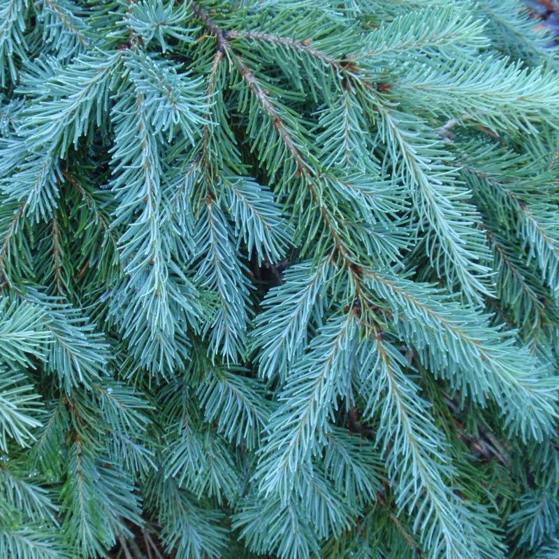 Blue Douglas Fir, Pseudotsuga menziesii glauca, Tree Seeds