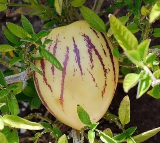 ginseng fruit 15 +seeds