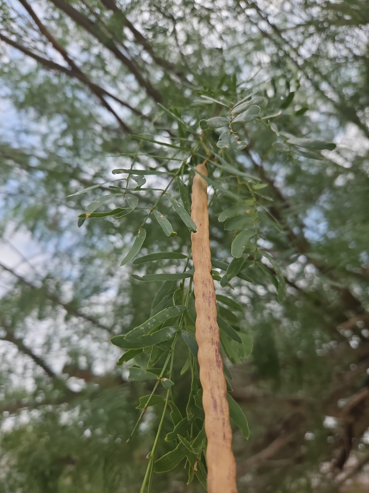 15 Honey Mesquite Pods (Prosopis Glandulosa) Drought Tolerant Legume (2026)