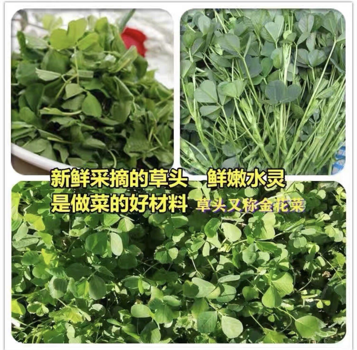 500+Medicago hispida Seeds Shanghai Alfalfa Organic Vegetable500多粒上海草头菜金花菜种子2023