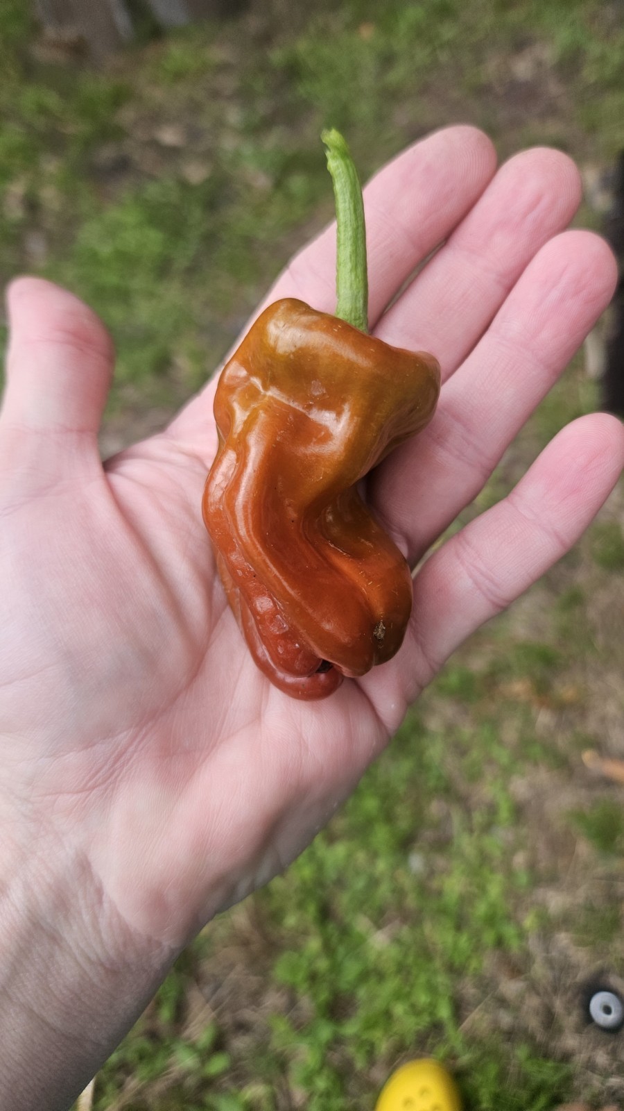 Syrian Aleppo Pepper Seeds (15) / Hot / Spicy / Super Rare / Heat Tolerant