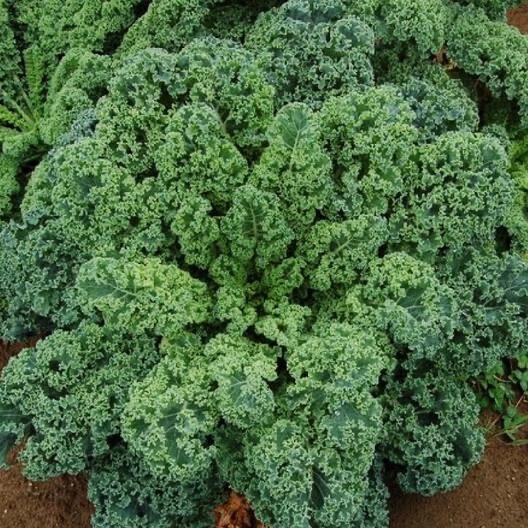 Blue Curled Scotch/Vates Heirloom Seeds – Non GMO – 200 Seeds