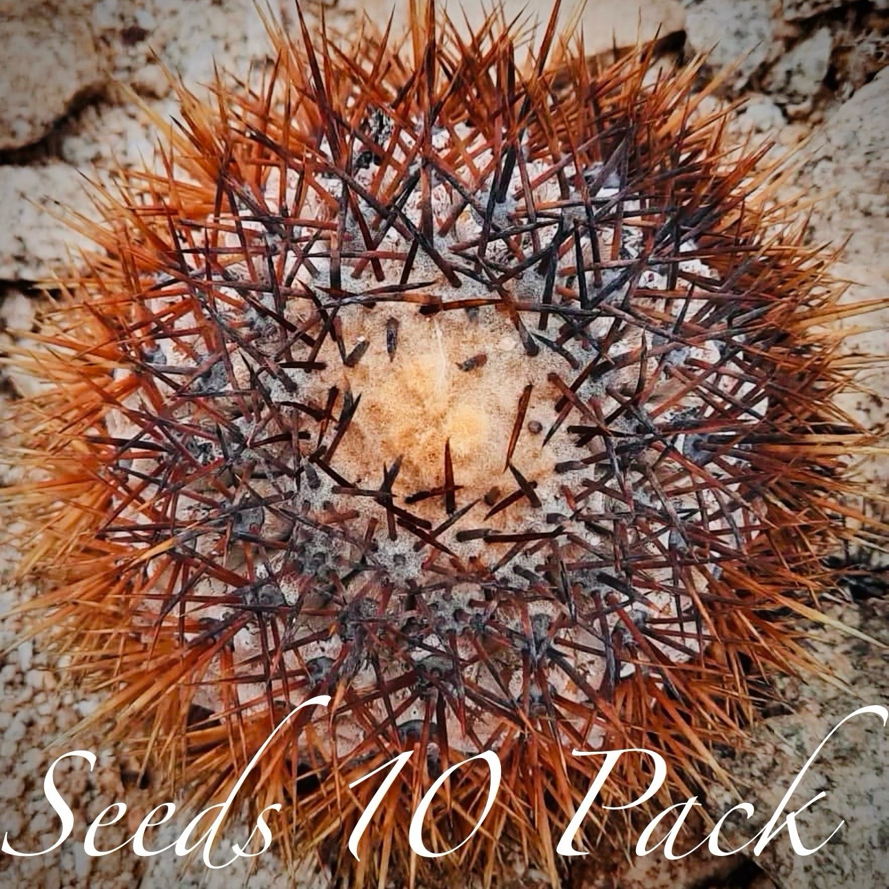 Ultra Rare SEEDS Copiapoa “Goldii” US SELLER LIMITED RESTOCK
