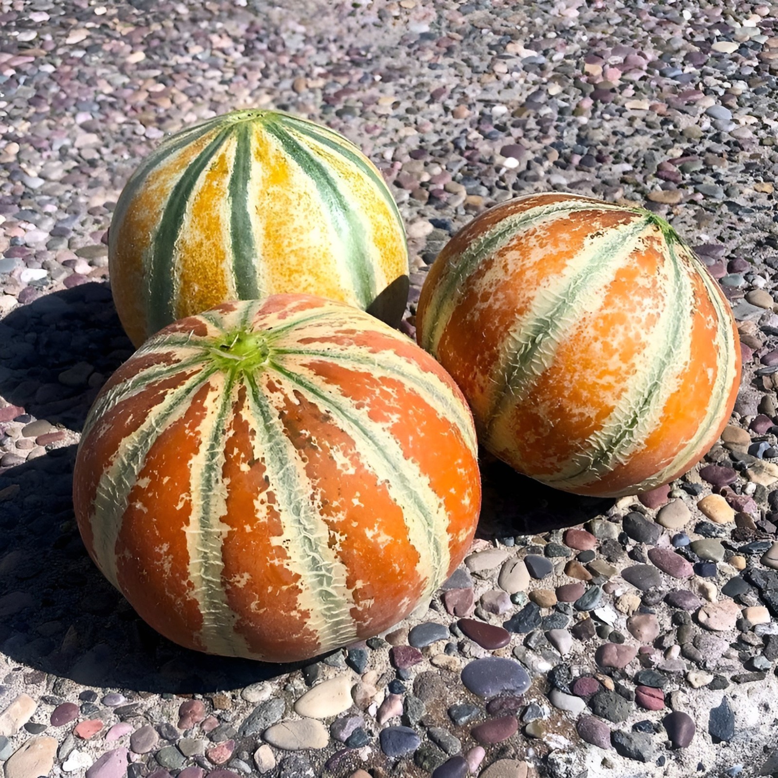 25 Heirloom Kajari Melon Seeds – Exotic Striped Sweet High Yielding Indian Melon