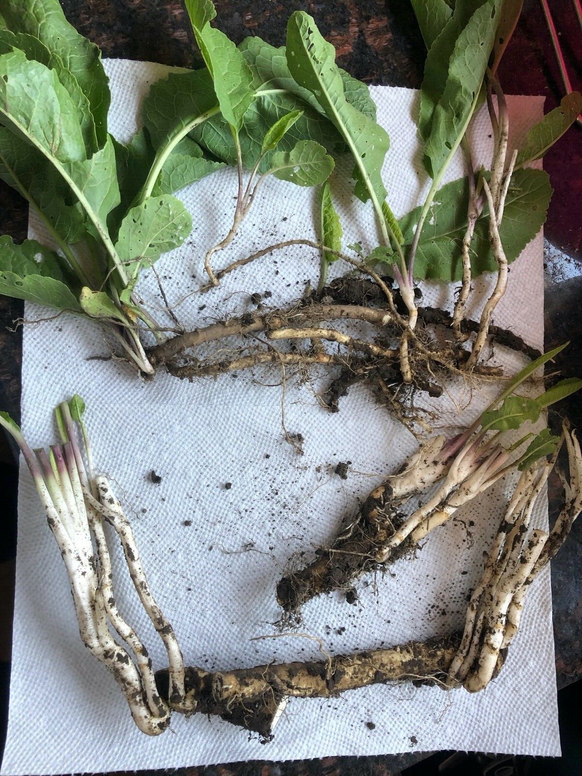 HORSERADISH STARTS (Common), ORGANIC: 6 ea. for planting