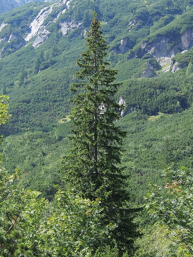 Picea abies | Norway Spruce | 30 Seeds