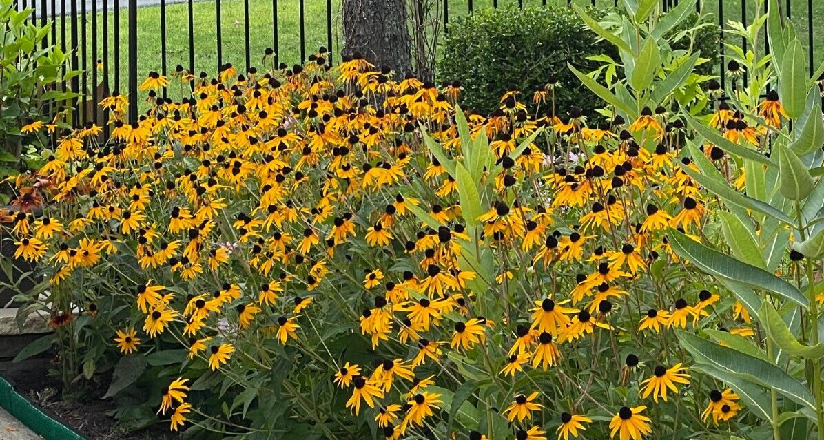 Black Eyed Susan Flower Seeds | Non-GMO | Heirloom | Fresh Garden Seeds 1 Ounces