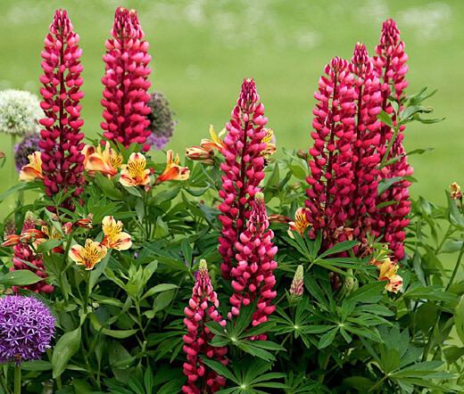 LUPINE RUSSEL RED PERENNIAL Lupinus Polyphyllus Russell – 50 Seeds