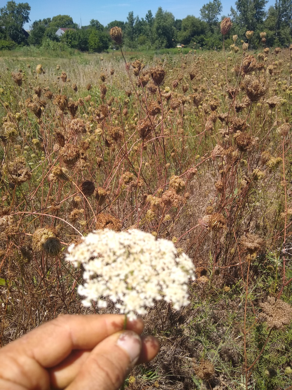 Queen Anne’s Lace Seed (Daucus carota) ~ Wild Carrot ~ 500 seeds to 1 lb bulk