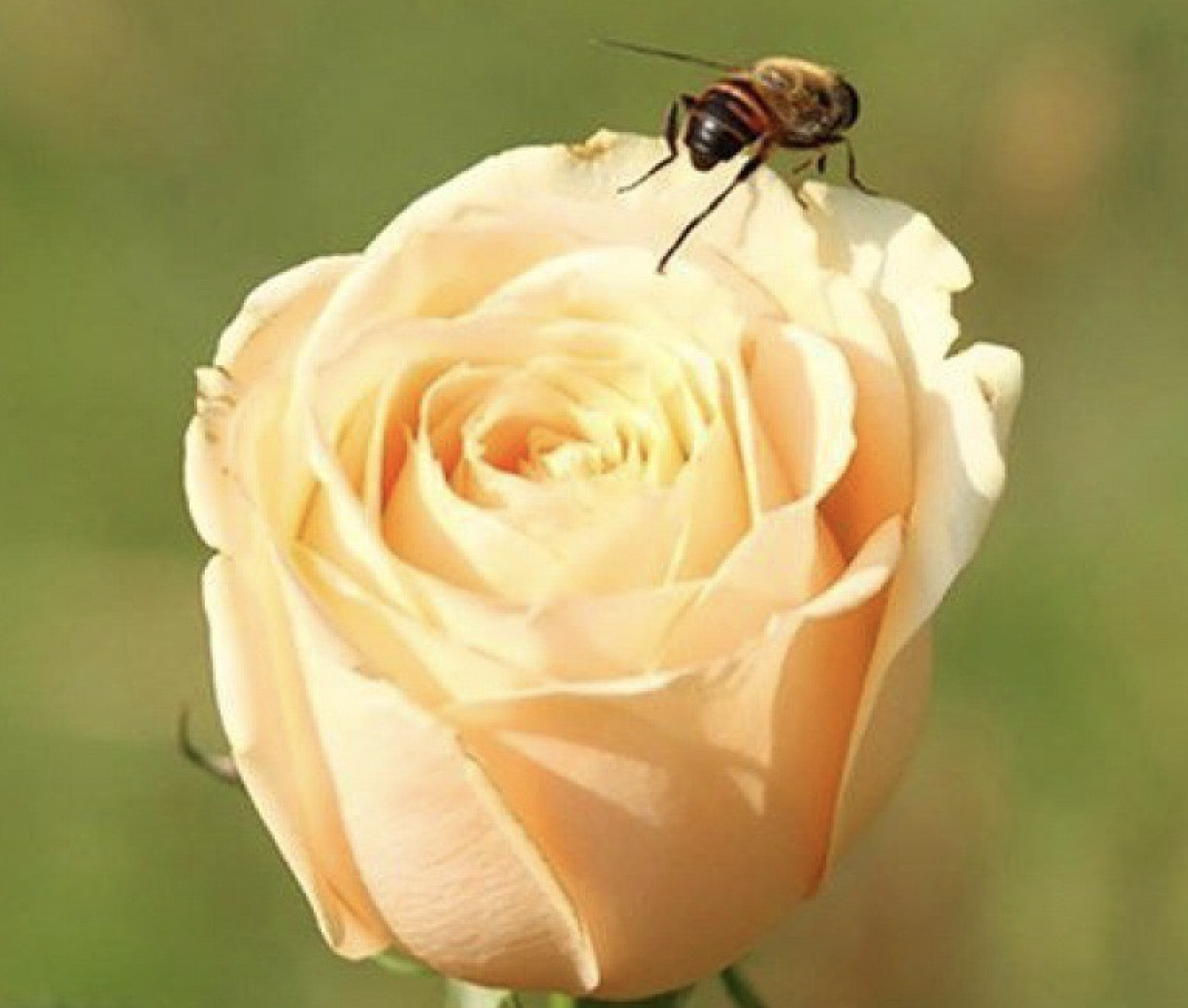25pc CLASSIC ROSE SEEDS Garden plant Flower rare exotic USA seller FREE shipping