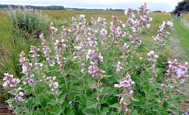 true Marshmallow 50 seeds. Georgius light pink flowers. Althaea officinalis.