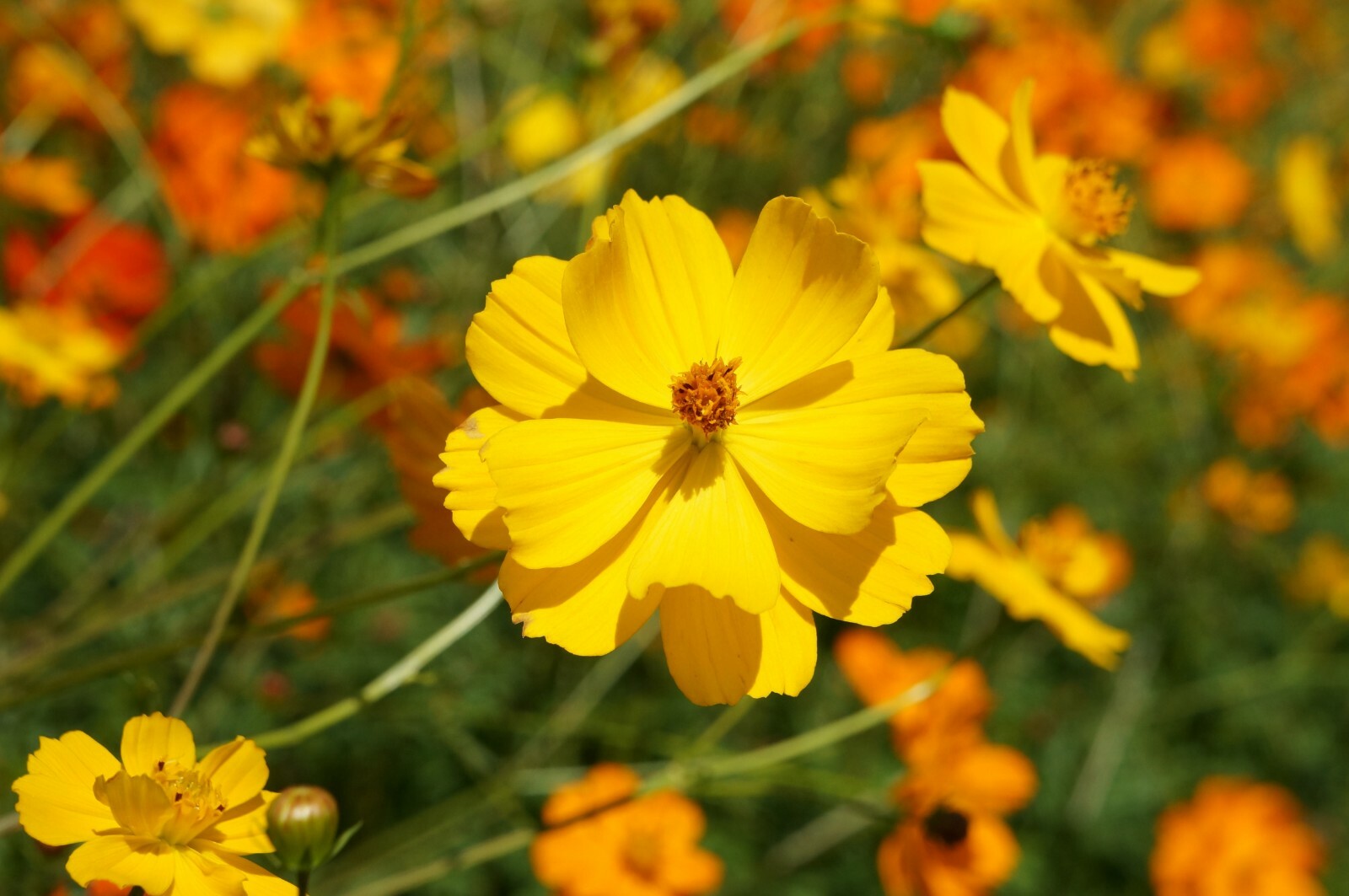Cosmos Bright Lights Drought Tolerant Annual Bright Flowers Attracts Butterflies