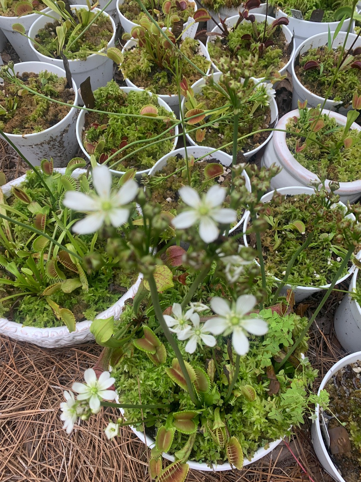 100+ Venus Flytrap seeds + Maxsea plant food