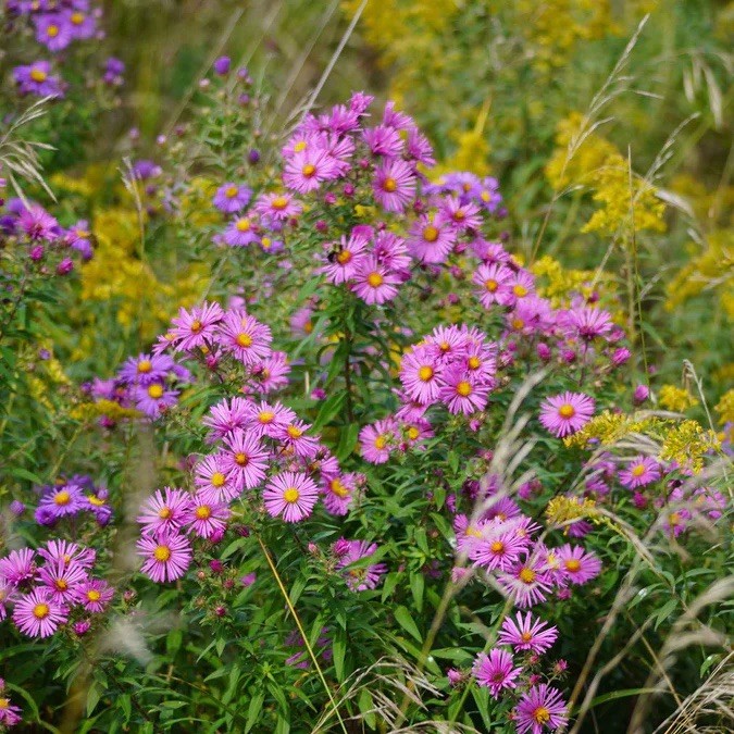 NEW ENGLAND ASTER SEEDS (Aster novae-angliae) | 500 Seeds , Perennial – USA