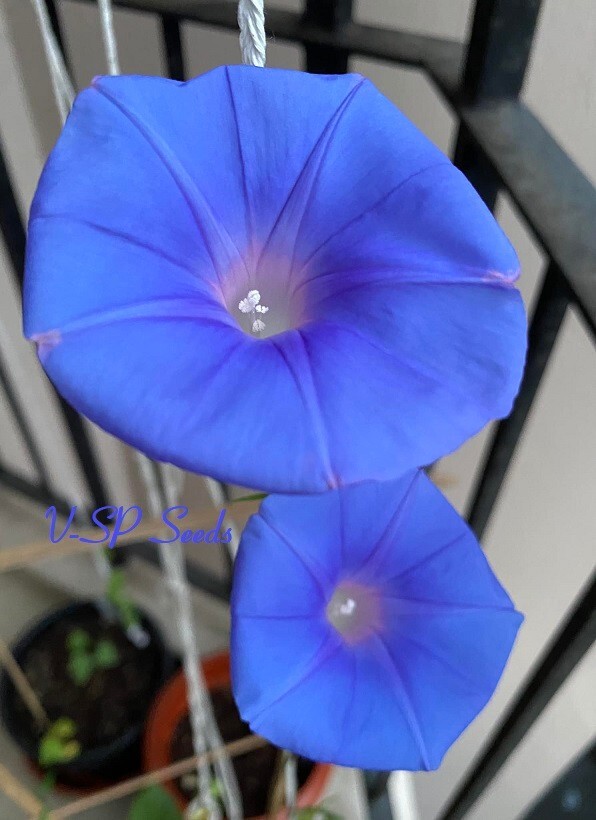 Blue Blush – Japanese Morning Glory – ipomoea NIL – 6 seeds – NEW