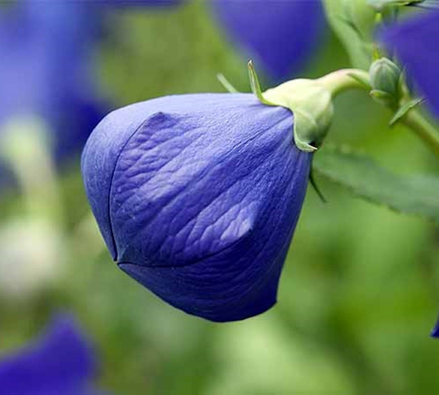 Heirloom Balloon Flowers – Purple & White – 200+ Organic Seeds