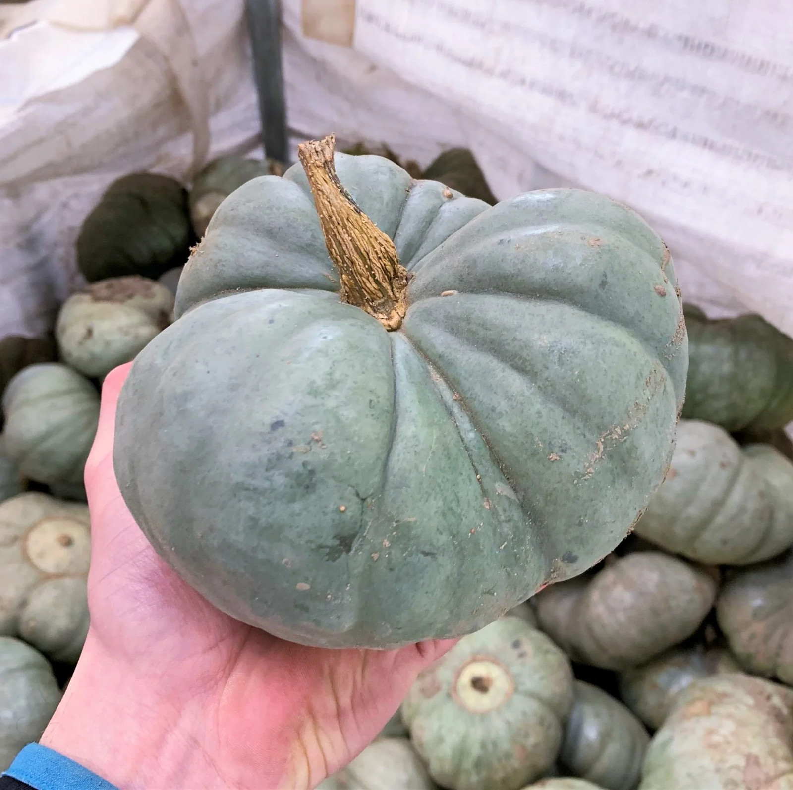 Triamble Blue Pumpkin Seeds | Shamrock TriStar Gray Jarrahdale Squash Seed 2024