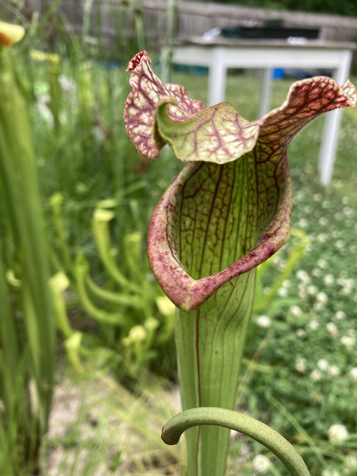 2024 Sarracenia Seed: Areolata x Adrian Slack