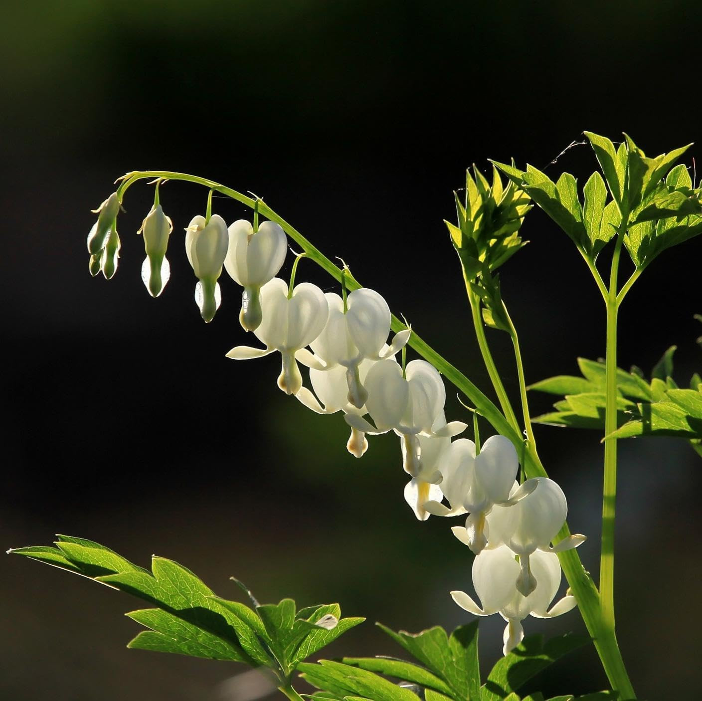 Carpetc 100+ Bleeding Heart Seeds for Planting, Dicentra Spectabilis Shade-Lovin