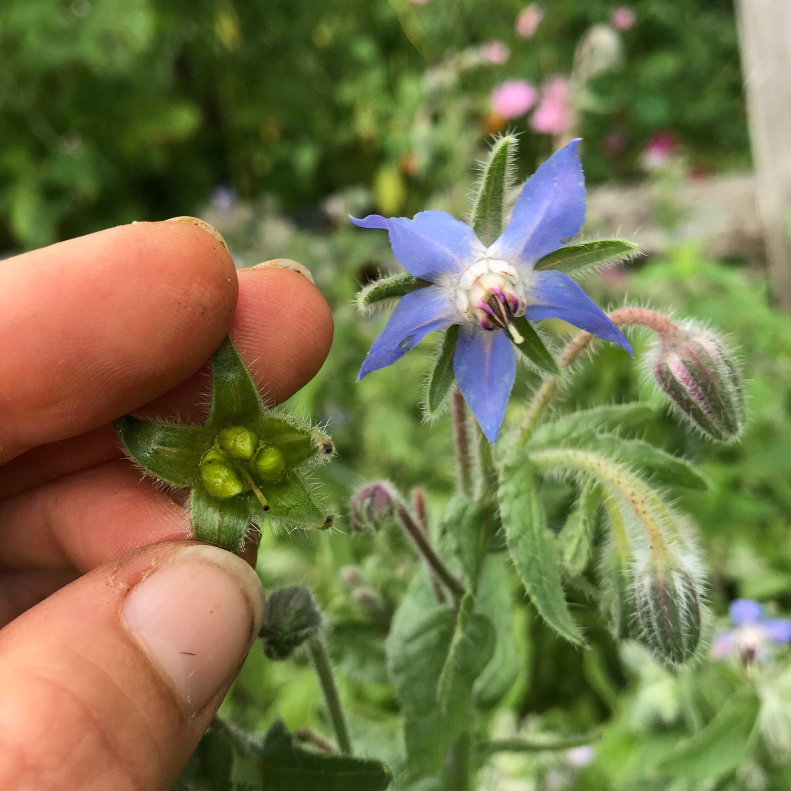 Borage Seeds (Borago officinalis) ~Traditional Herb Pollinator Attractor Garden