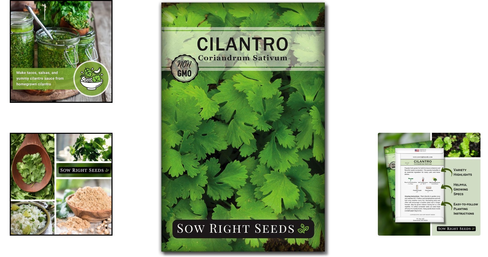 Heirloom Cilantro Seeds – Quick Harvest & High Germination for Your Kitchen