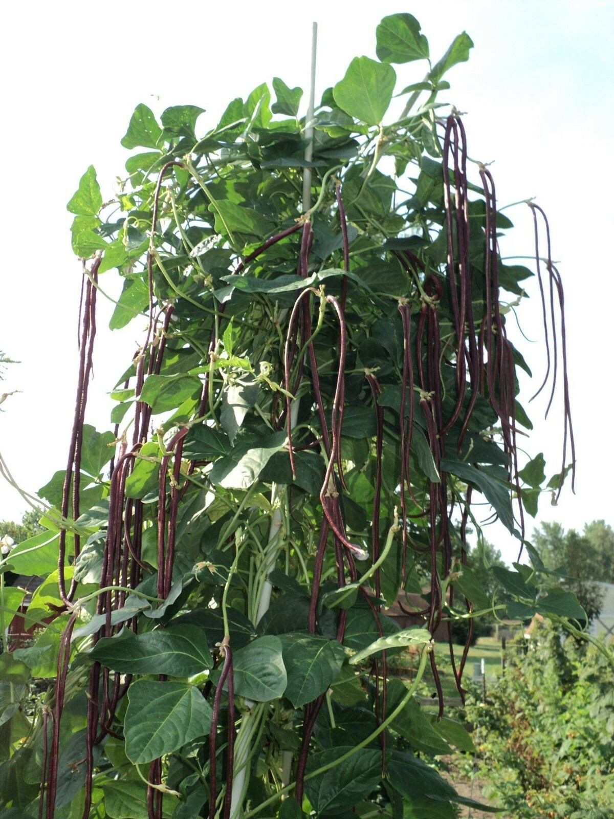 25 Chinese Red Noodle-Yard Long Bean Seeds, NON-GMO, Used often in Asian cooking