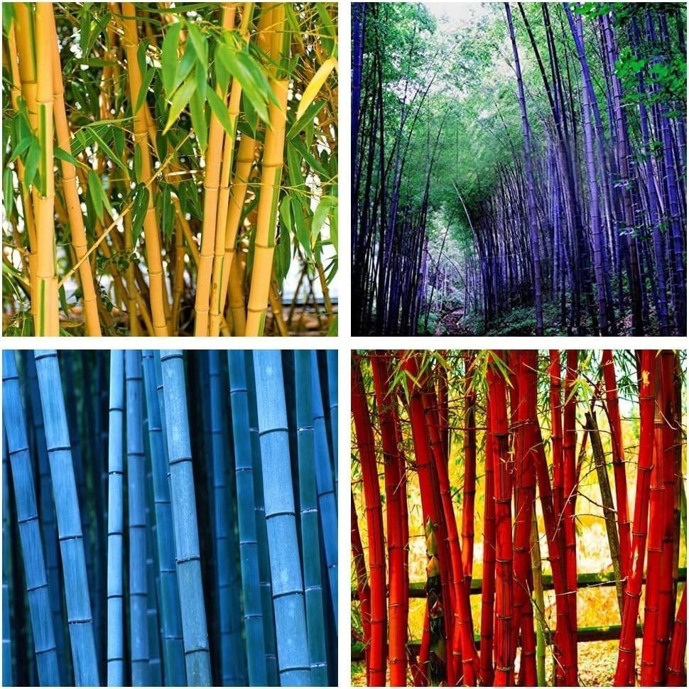 Bamboo Seeds (480 PCS) Low-Maintenance Evergreen Bamboo, Cold-Hardy & Shade-Tole