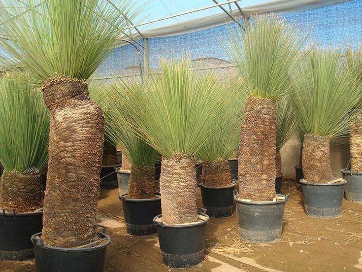 Dasylirion longissima Spineless Sotol 5 Seeds Free Shipping!