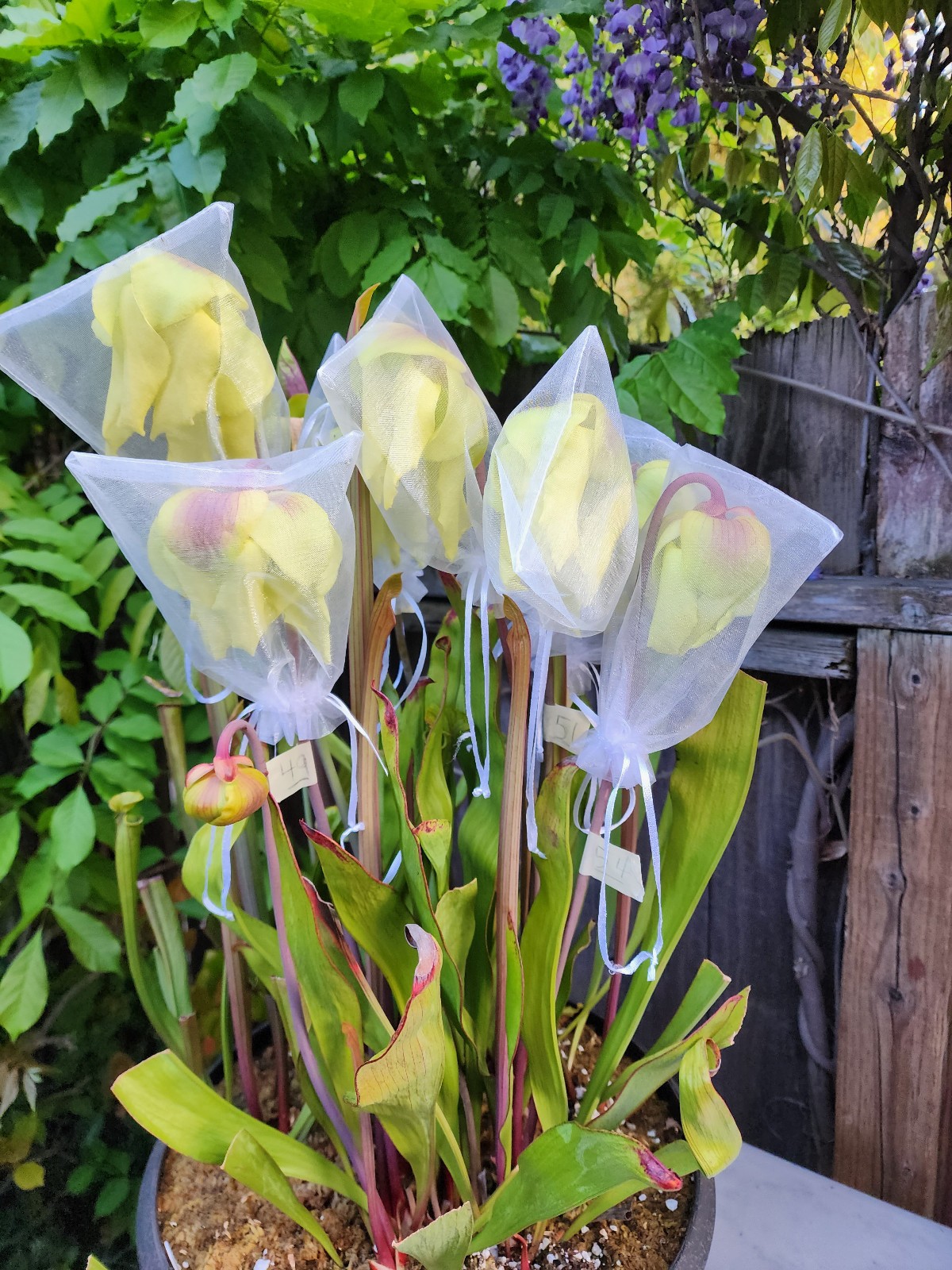 2025 SARRACENIA SEEDS: NIGHTWEAVER X DRAGON QUEEN [CARNIVOROUS PLANT SEED]
