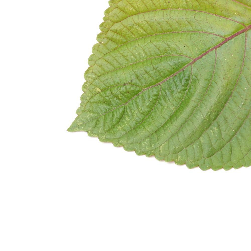 Shiso seeds (Perilla frutescens) – Seeds, Non-GMO, Open-Pollinated