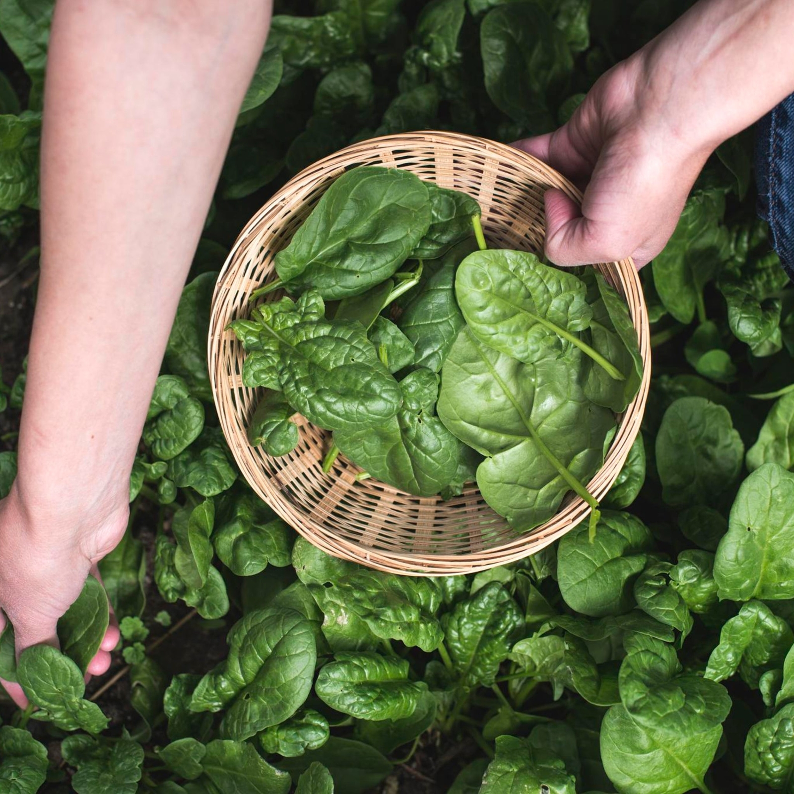Spinach – Seeds – Organic – Non Gmo – Heirloom Seeds – Vegetable Seeds