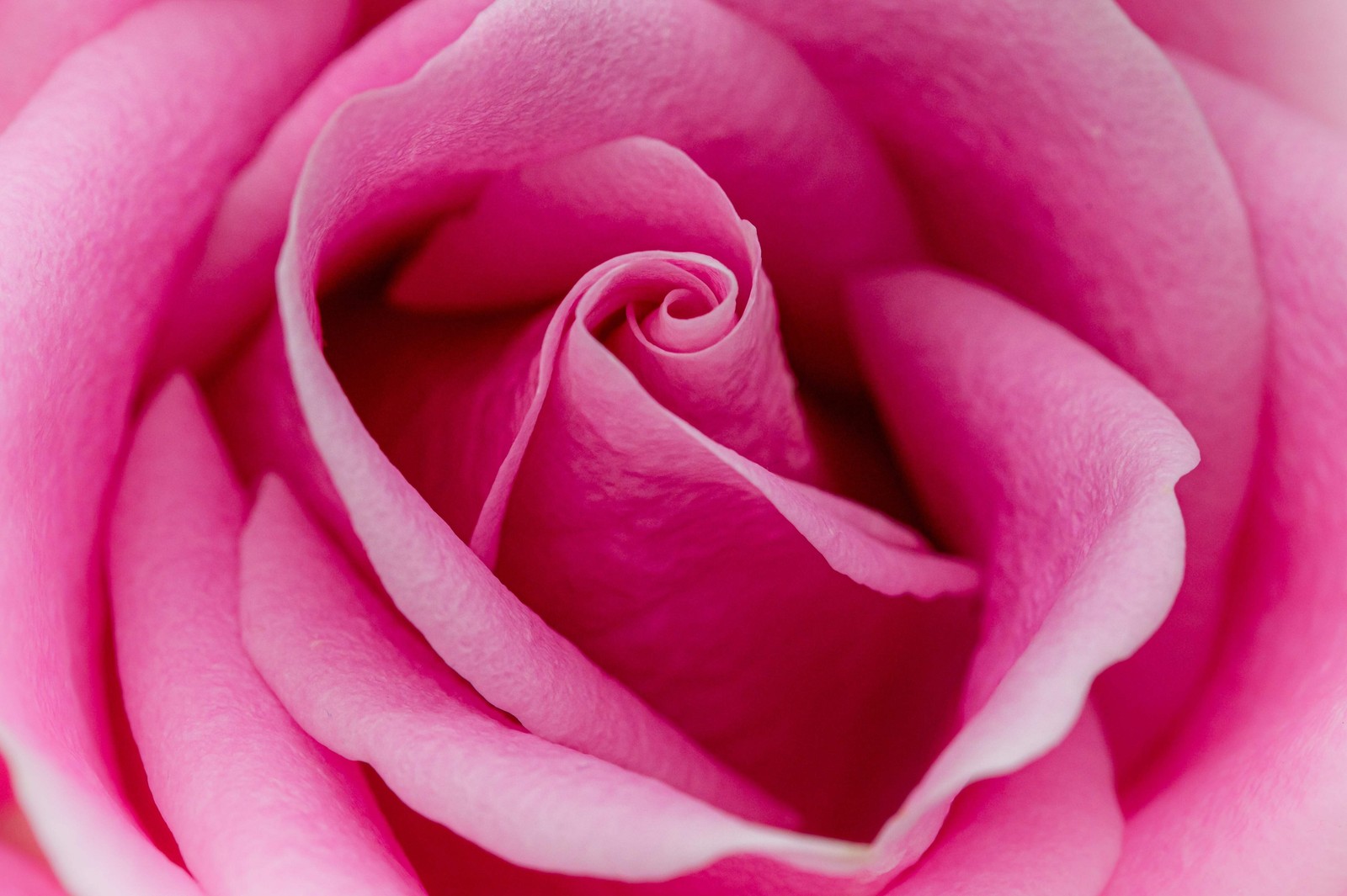 5 PINK ROSE Rosa Bush Shrub Perennial Flower Seeds *Flat S/H