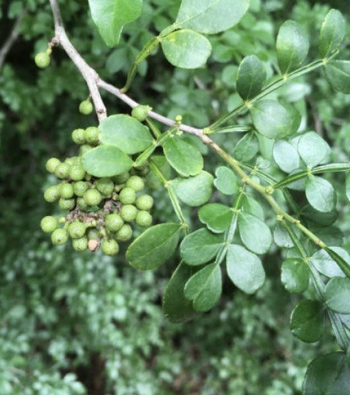 Zanthoxylum Fagara Wild Lime/Prickly-Ash Seeds, Giant Swallowtail Butterfly Host