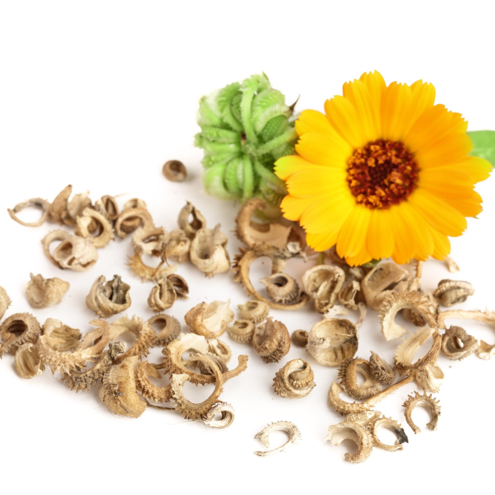 Seed Needs Calendula Seeds Pacific Beauty Mix | 5,000+ Mixed