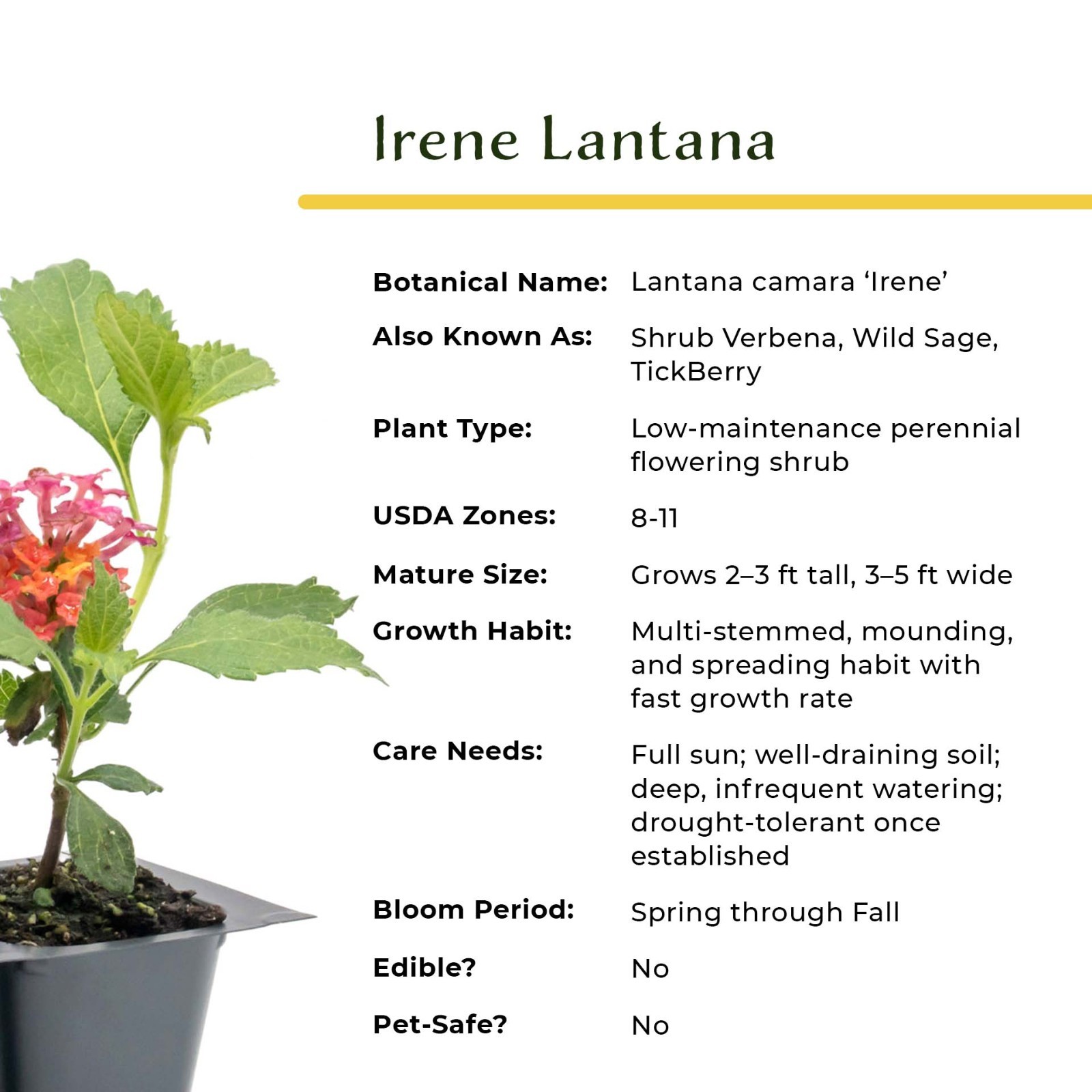 Irene Lantana in 2.5” Nursery Cubes (Lantana camara ‘Irene’) | Flowering Plants