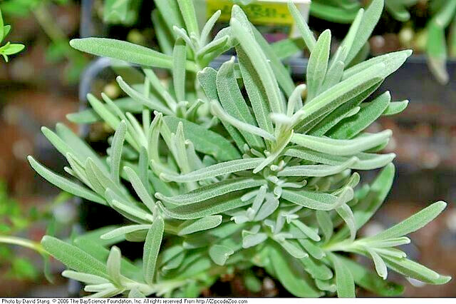 ENGLISH LAVENDER 100 SEEDS, AGUSTUIFOLIA MUNSTEAD, HARDY HERB, EZ TO GROW
