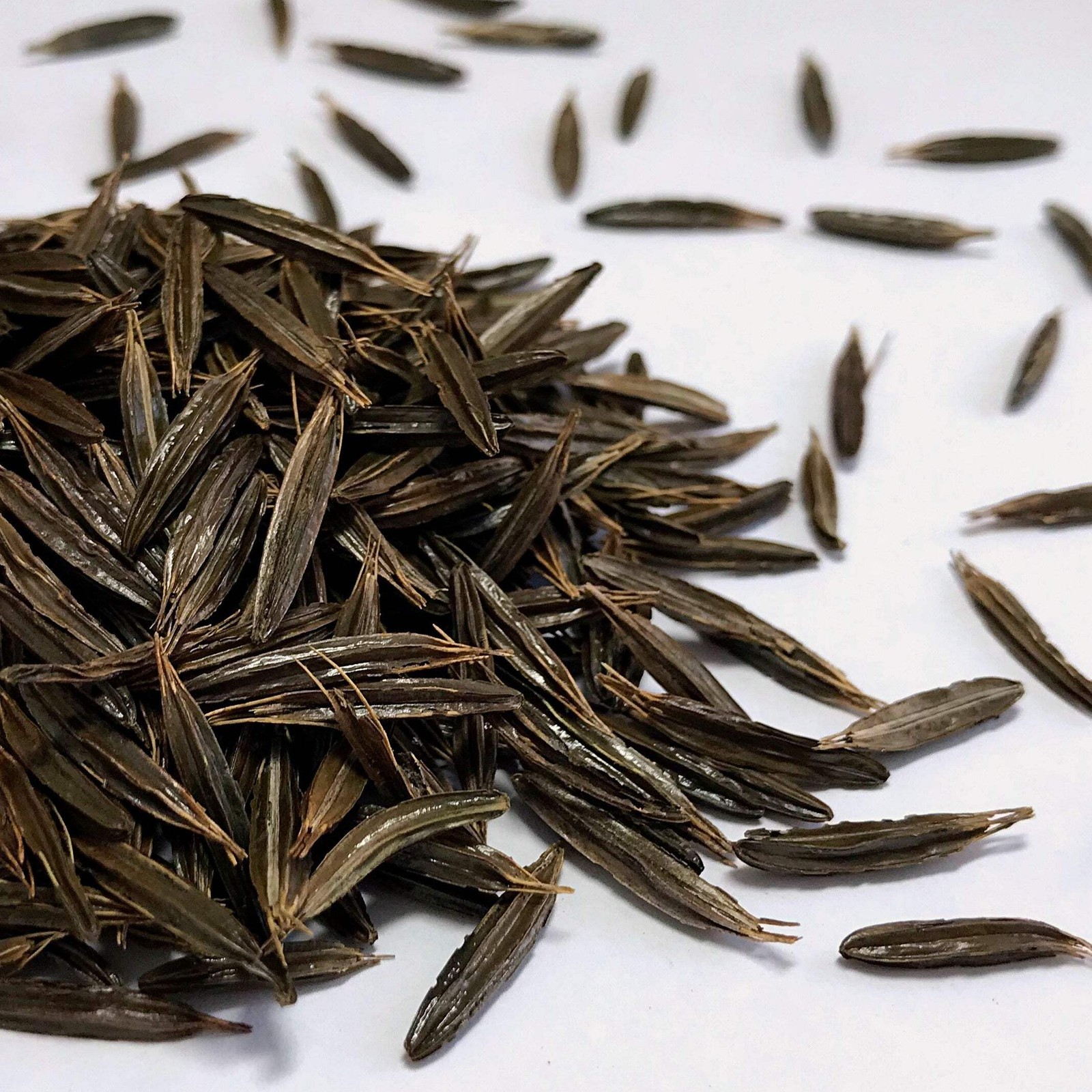 Sweet Cicely Seeds (Myrrhis odorata) ~Traditional Herb Pollinator Garden