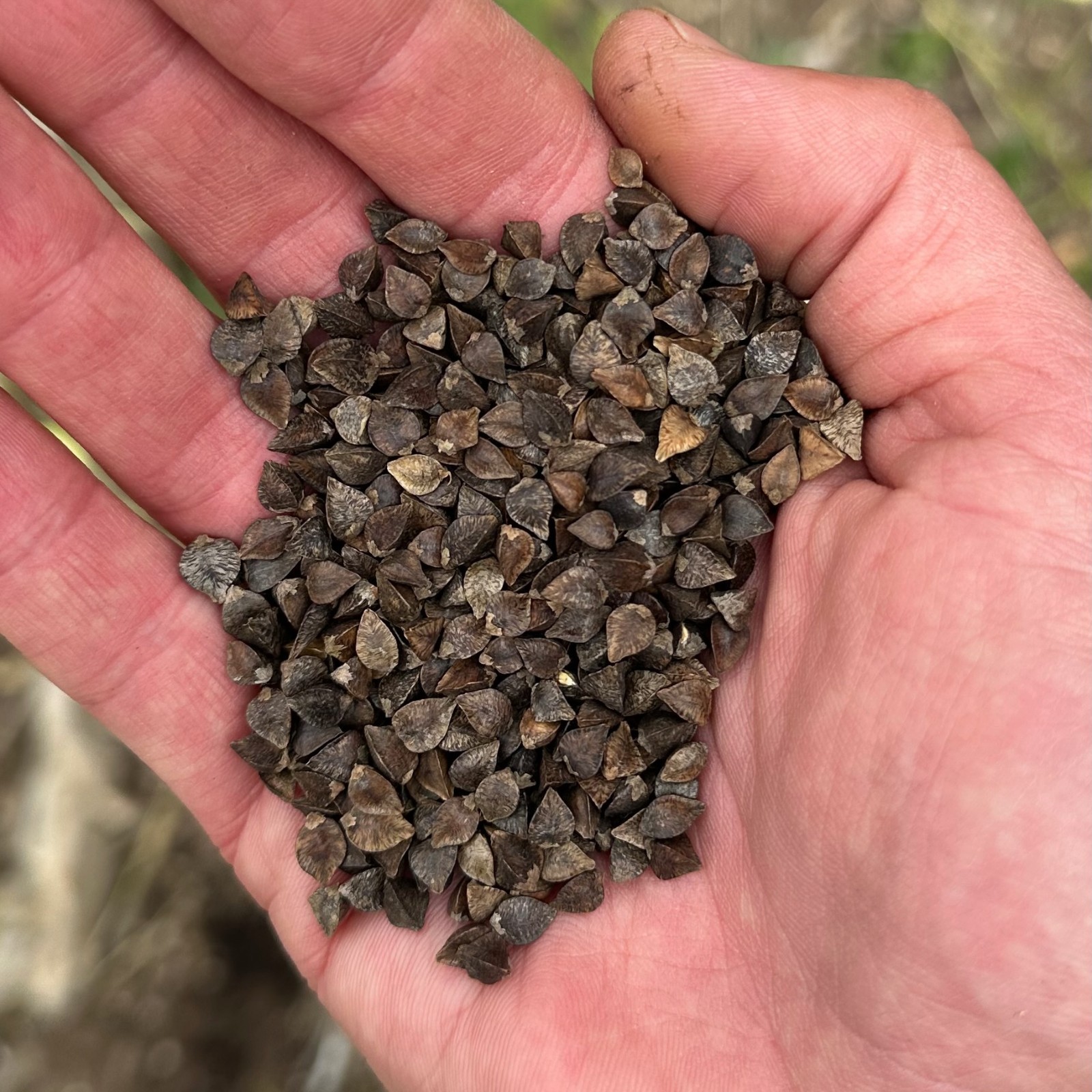 Buckwheat Seeds for Planting: Fast Growing Organic Bulk Cover Crop Seed Packet