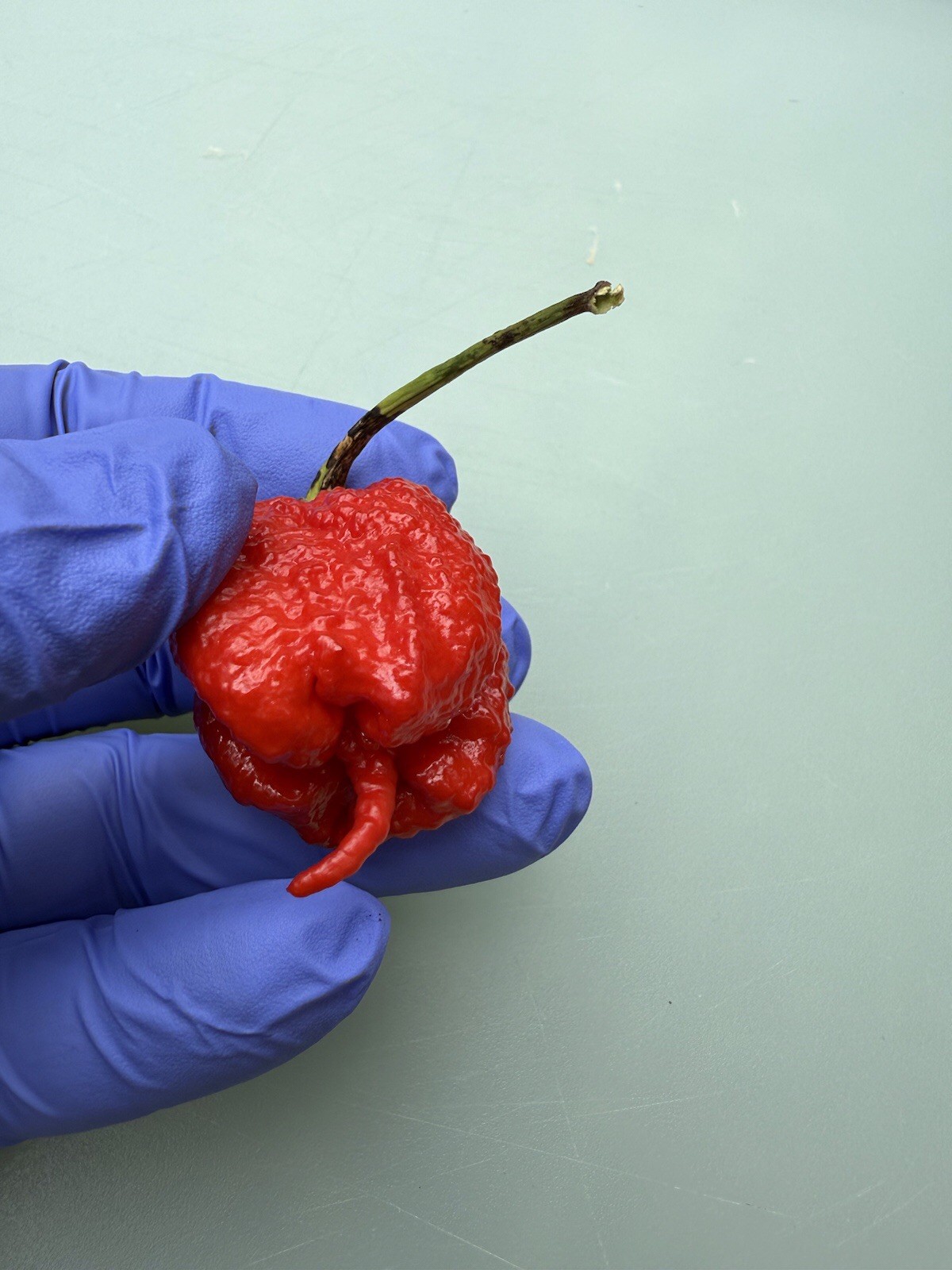 10+ Carolina Reaper Pepper Seeds World Record 100% Organic Free shipping