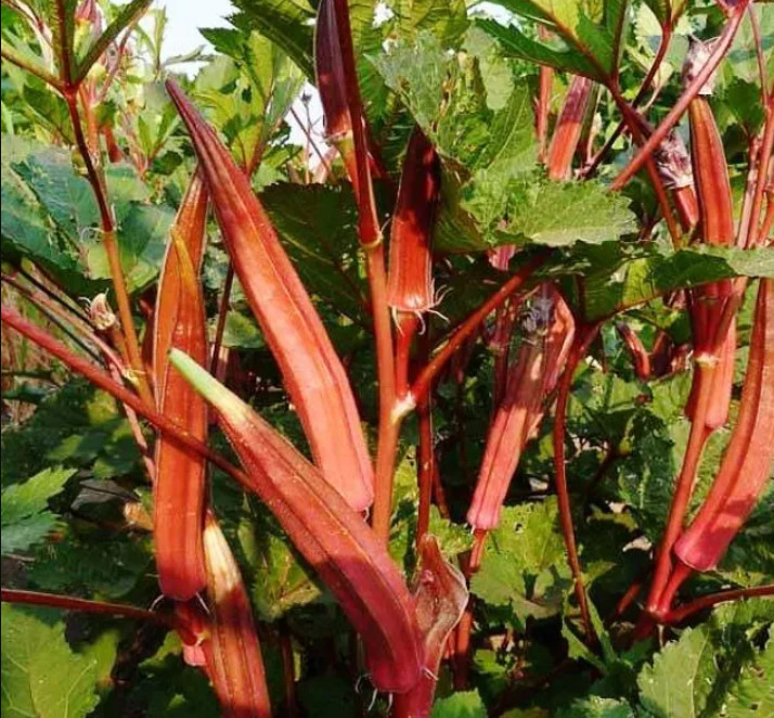 OKRA MIX BULK PACK Red Burgundy Clemson Spineless Jing Orange Perkins 150 Seeds!
