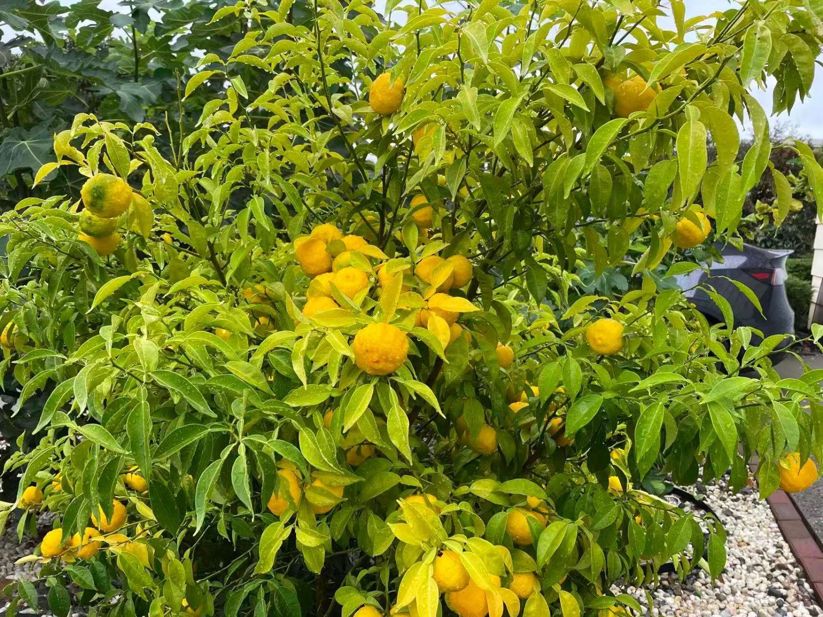 10 Japanese Yuzu Seeds (Citrus junos)– Fresh Seeds for Planting – Rare Fruit
