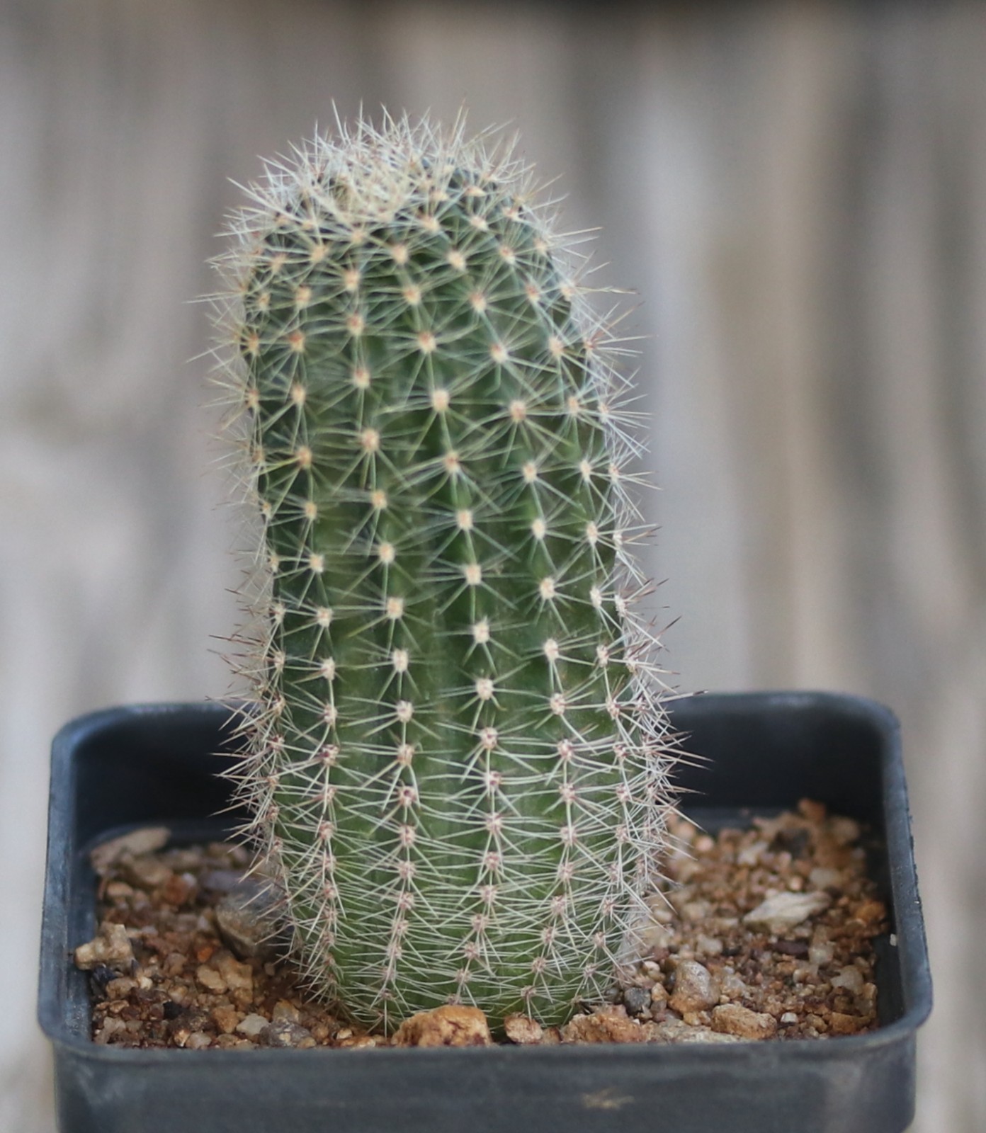 Echinopsis hybrid ‘Fluffy Ruffles’