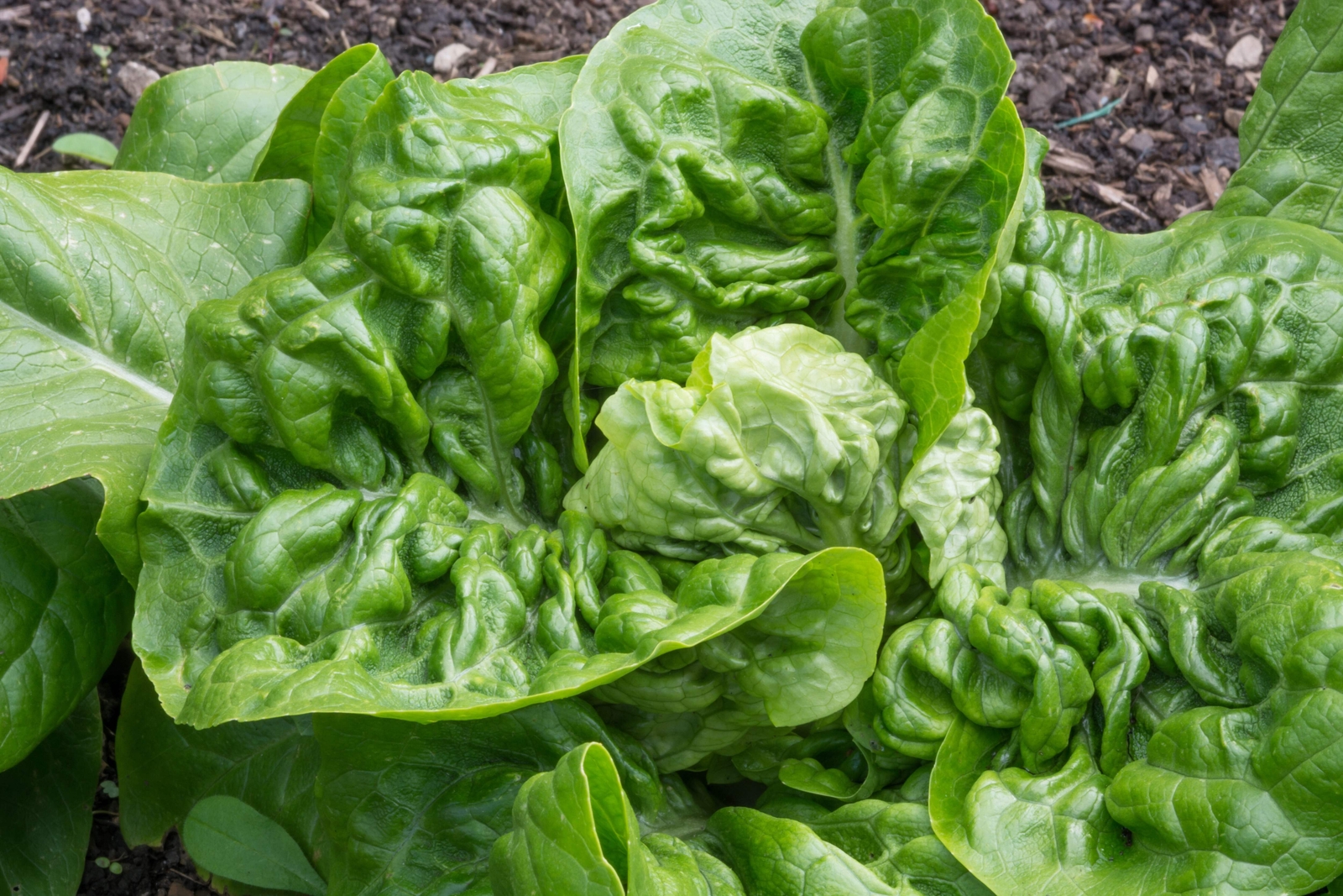 3000 LITTLE GEM LETTUCE Small ROMAINE Butterhead Lactuca Sativa Vegetable Seeds