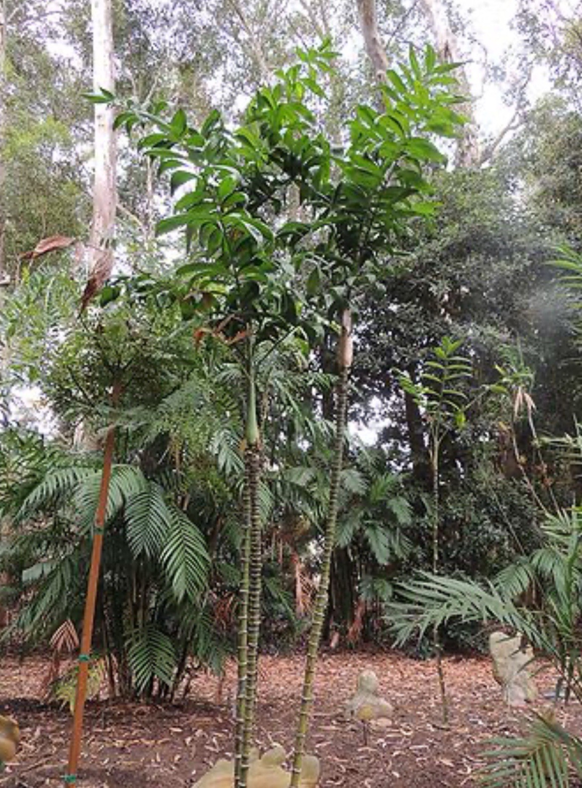 Rare – Chamaedorea Klotzschiana Palm Seeds – Highly Endangered Rainforest Exotic