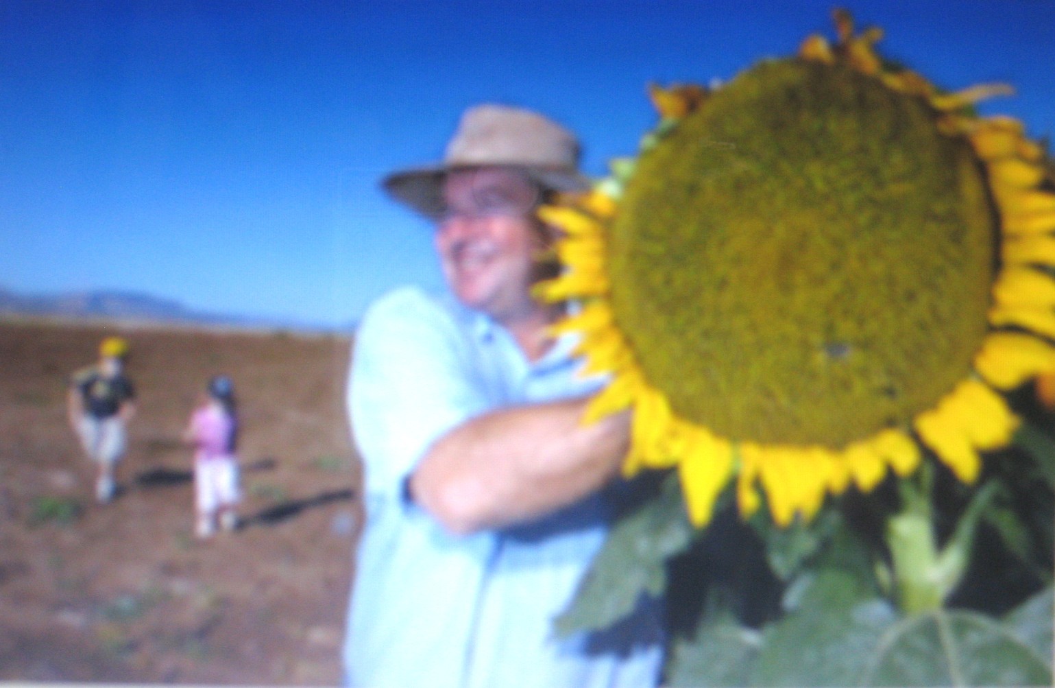 SUNFLOWER * MAMMOTH GREY STRIPE * GREAT HEALTHFUL FOOD*