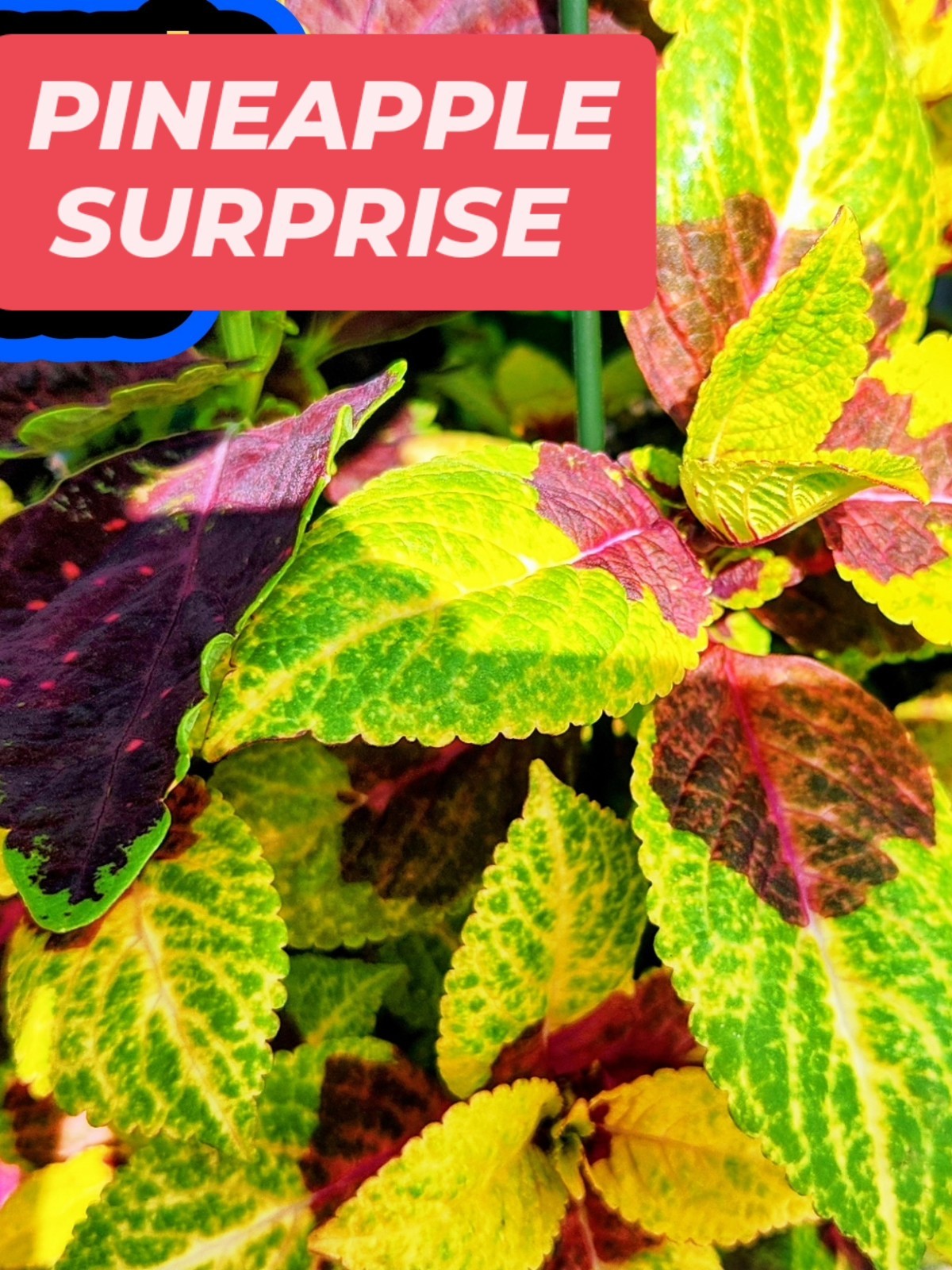JIM’s CHOICE 8 PACK COLORFUL COLEUS SEEDS FREE SHIPPING