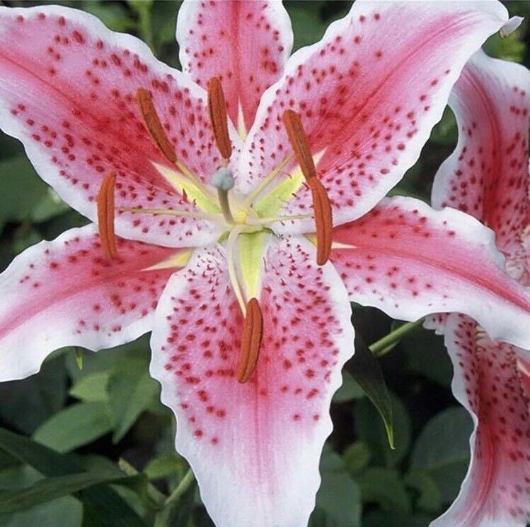 50pcs Pink Rare Lily Flower Seeds Planting Flower Lilium Perfume Garden. (#9622)