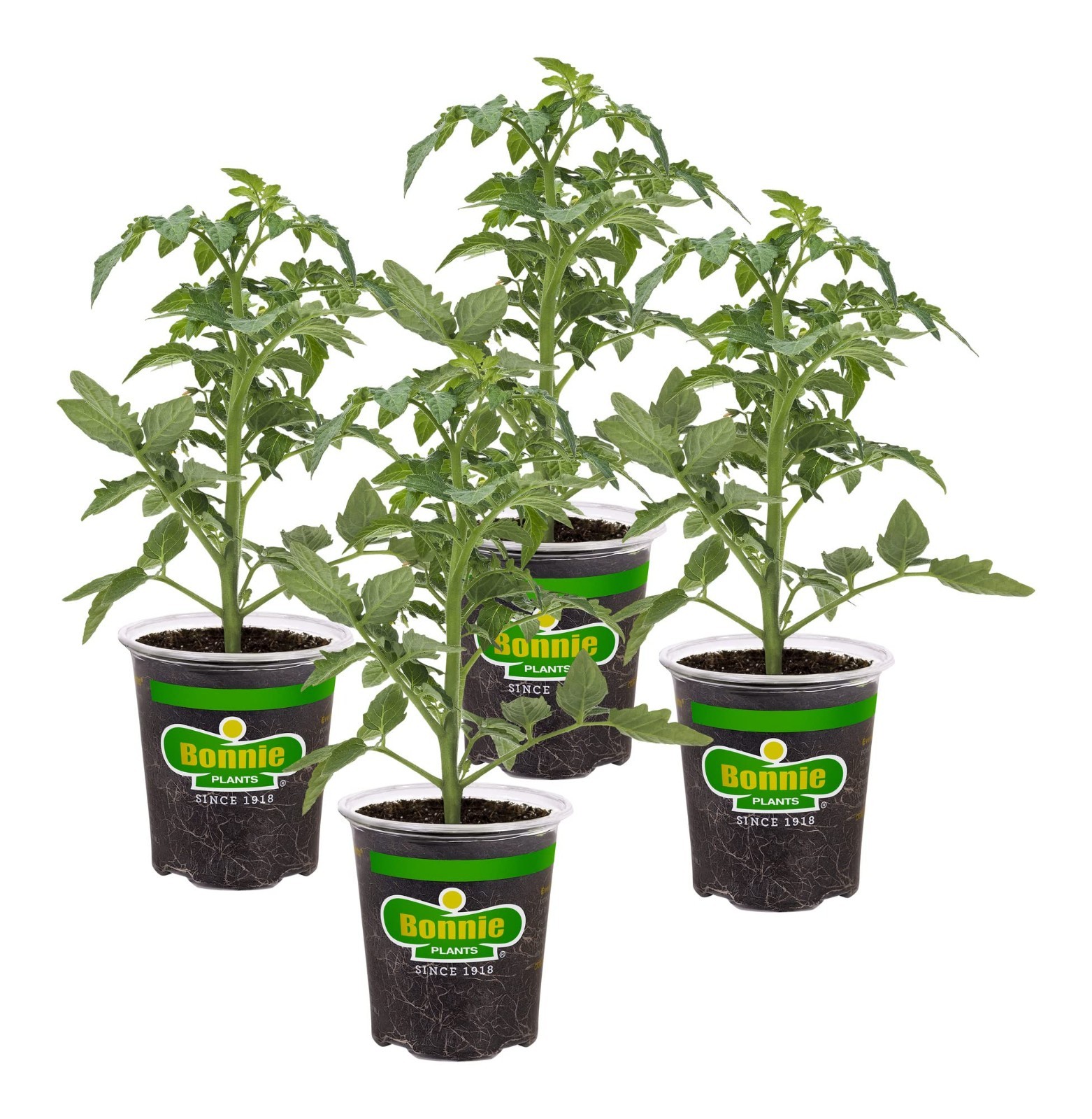 Better Boy Tomato Plants 4 Pack – Disease Resistant, Non-GMO, Large 16 oz Fruit