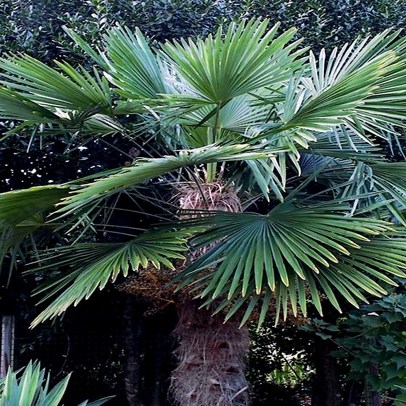 10 WINDMILL FAN PALM Tree Seeds Trachycarpus Fortunei MOST COLD HARDY Palm Plant